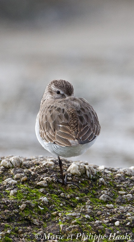 Becasseau variable 4465_wm.jpg - Bécasseau variable - Dunlin - Calidris alpina(Bretagne, France, janvier 2011)